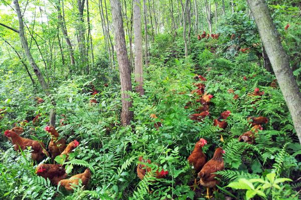 鍐滄潙鏈夊摢浜涜禋閽遍棬璺?鍋氫粈涔堝彲浠ヨ繀閫熷瘜瑁曡捣鏉? width=